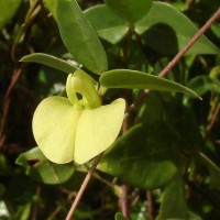 Macrotyloma axillare (E.Mey.) Verdc.